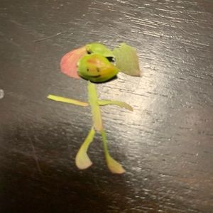 Meet your Posher, Rosine